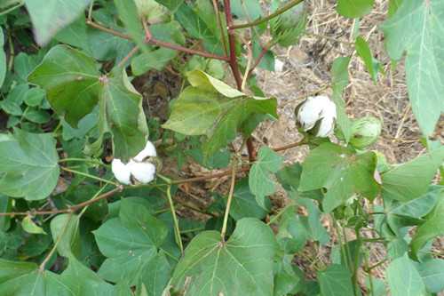 湖北枣阳棉田干旱 部分棉花开始吐絮